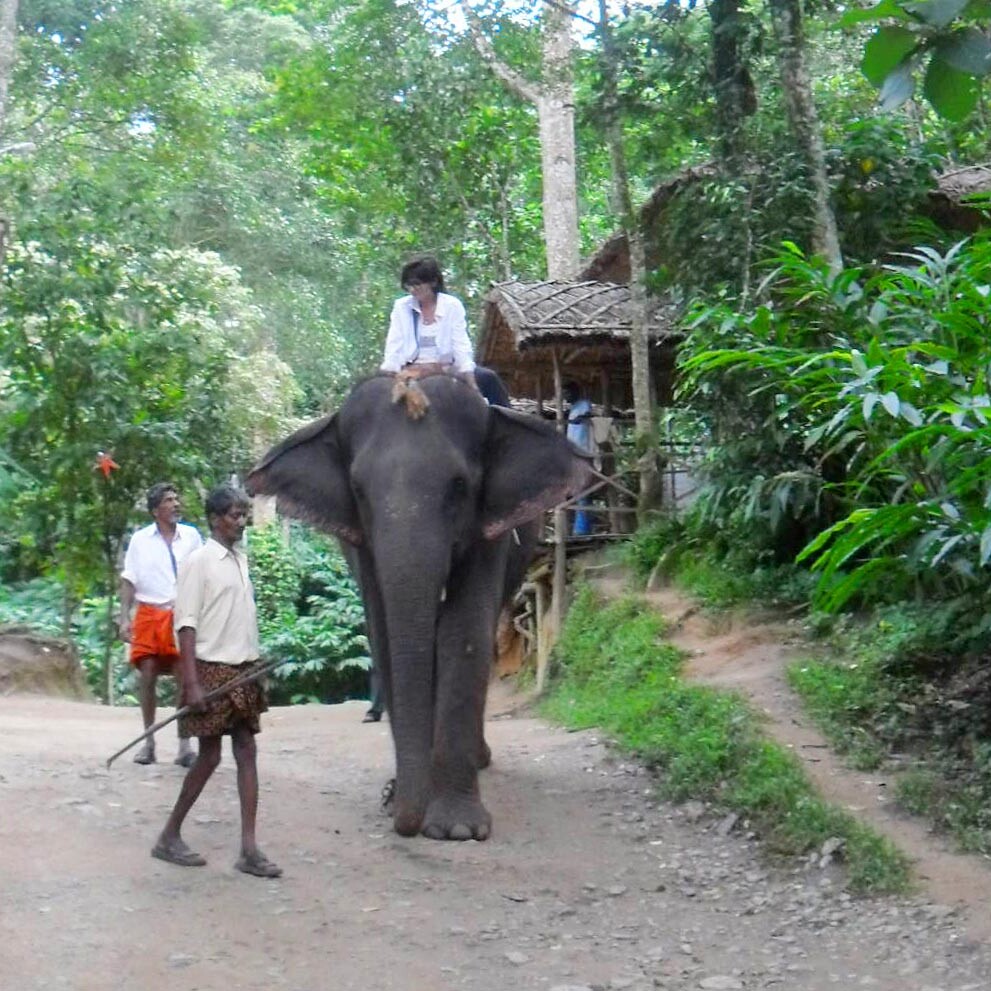 Kerala elephant ride in the forest