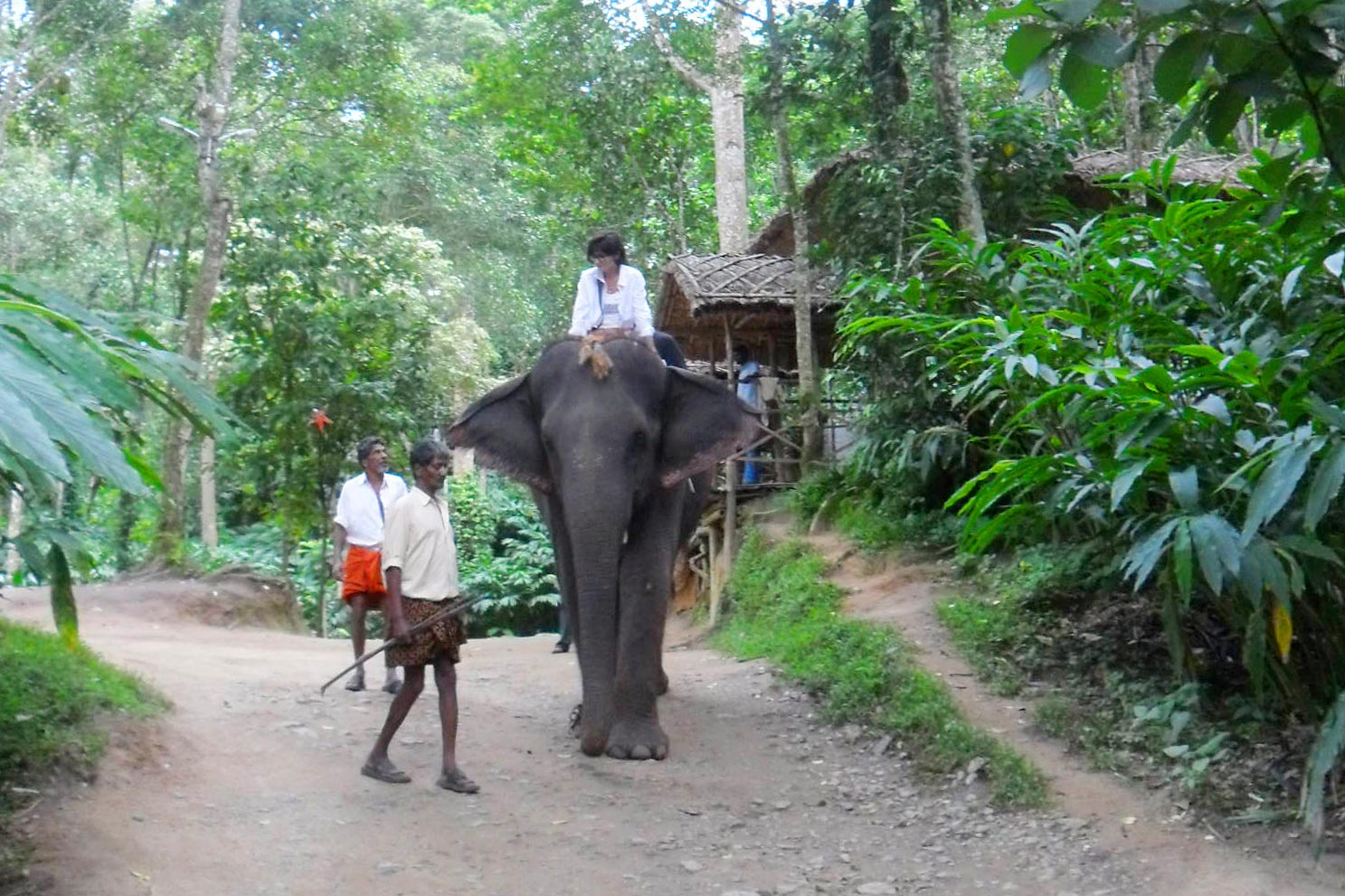Kerala elephant ride in the forest