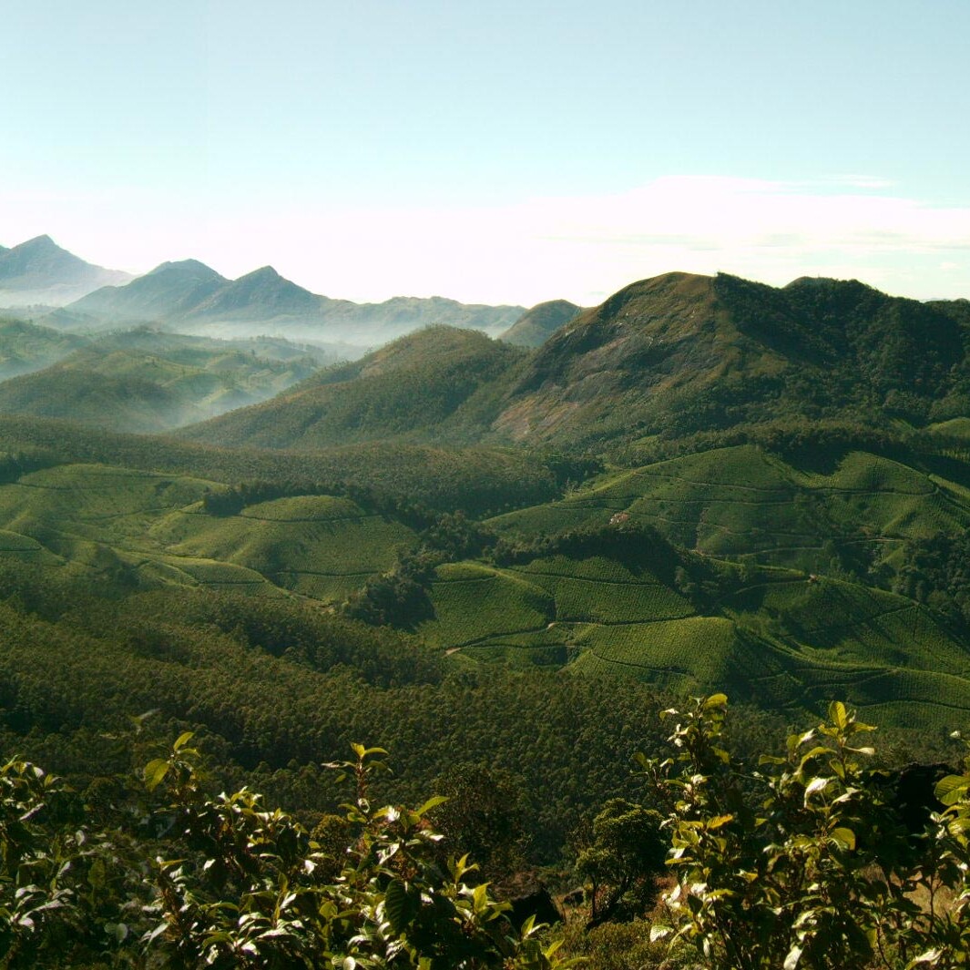 Munnar hills tea plantations in Kerala