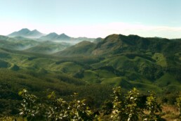 Munnar hills tea plantations in Kerala