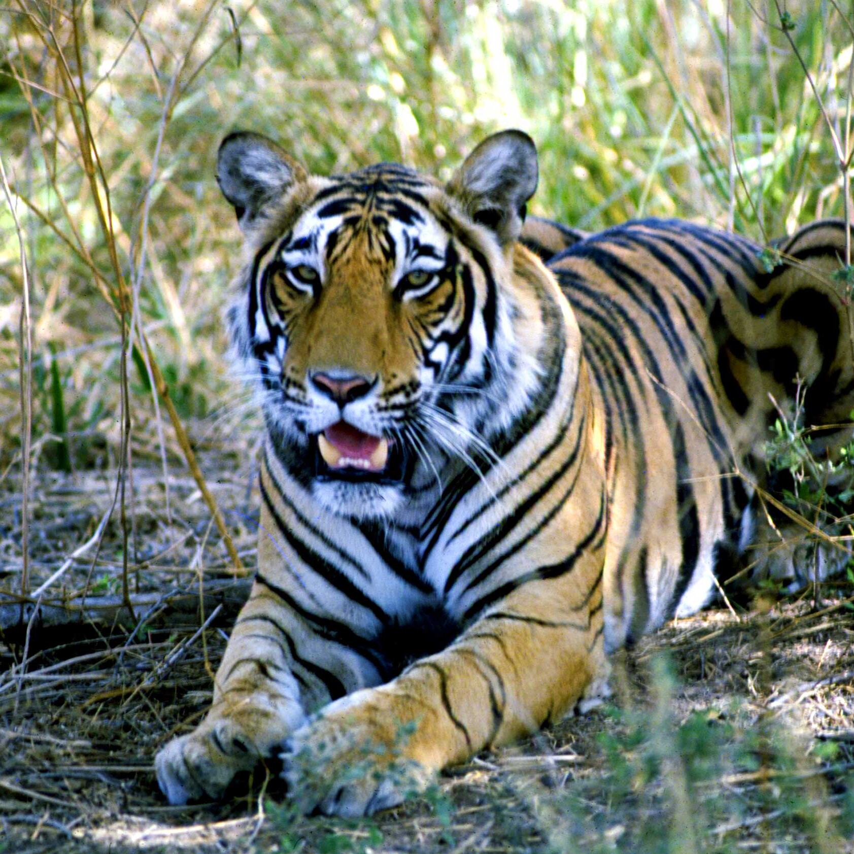 Indian Tiger in the Ranthambore National Park - Safari Tour
