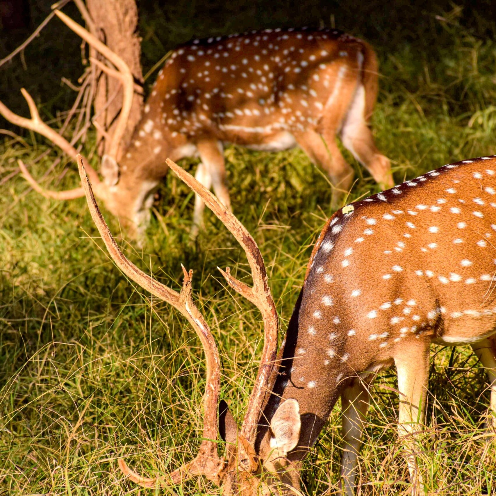 Ranthambore scaled uai - Ranthambore Ranthambore scaled uai - Private Driver and Tour Guide - Ranthambore