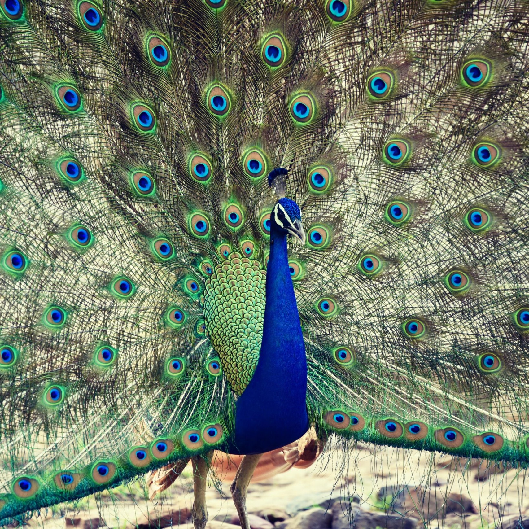 bikaner scaled uai - Private Driver and Tour Guide - bikaner