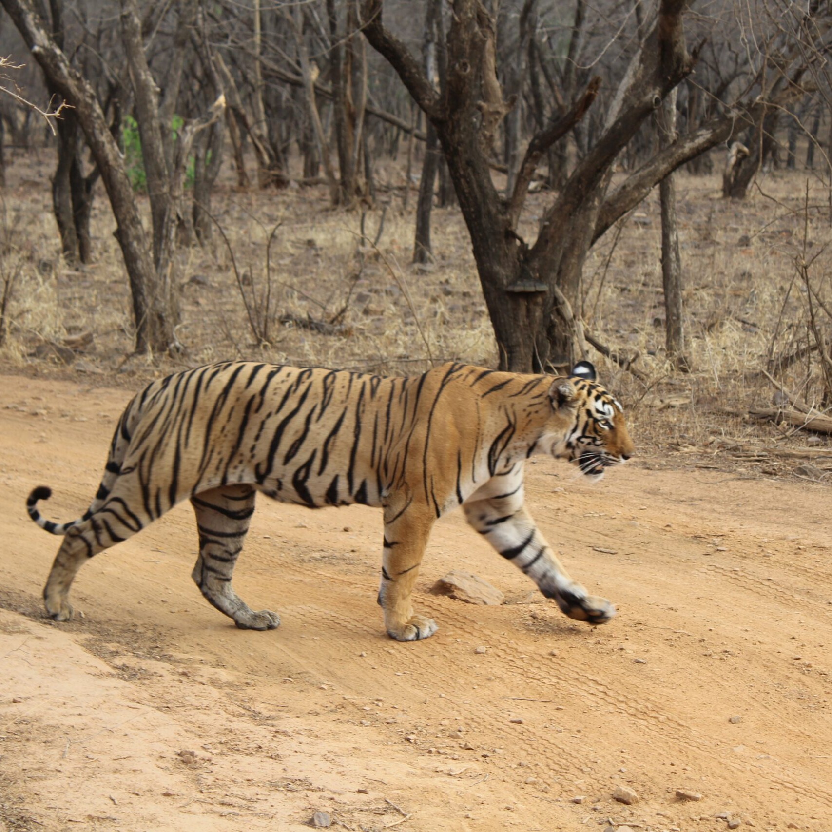 ranthombore scaled uai - Ranthambore - Ranthambore National Park Ranthambore - Ranthambore National Park