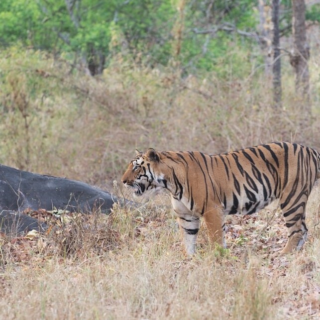 Tiger in Ranthambore National Park