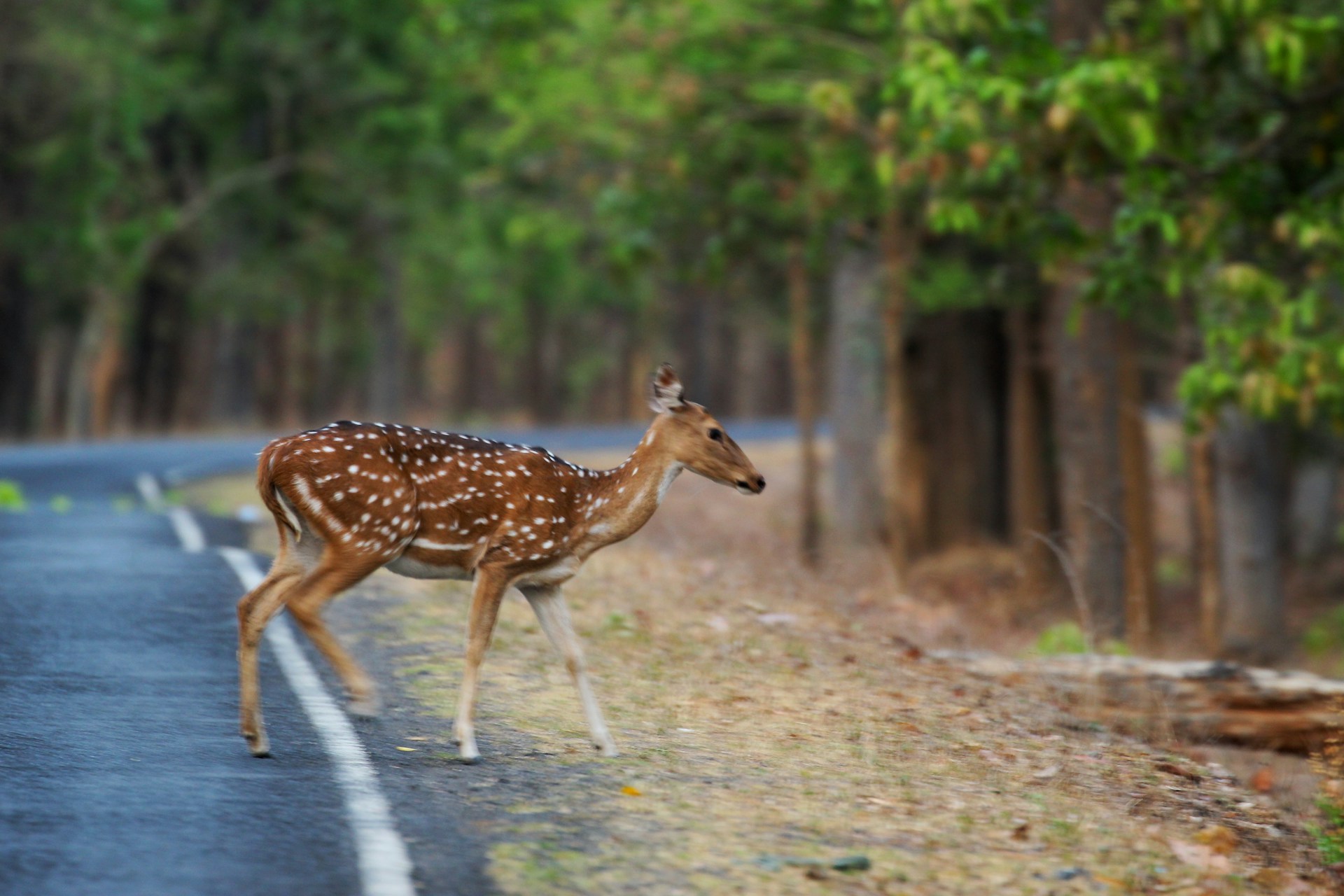 Kanha national park - Private Driver and Tour Guide - Kanha national park