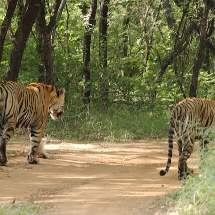 Ranthombore tiger uai - Private Driver and Tour Guide - Ranthombore tiger