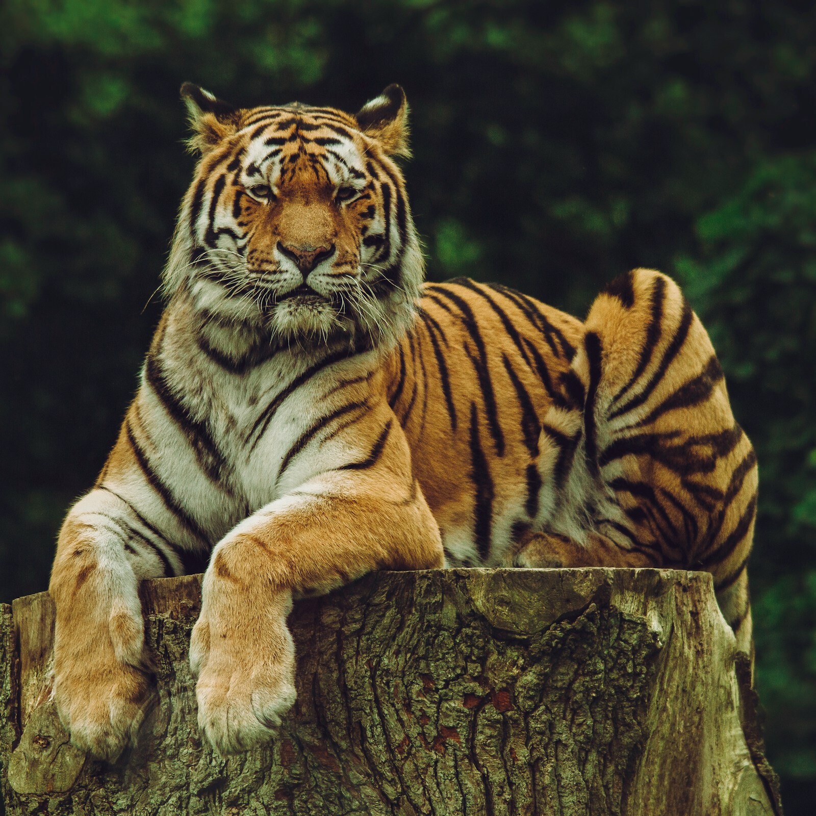 periyar tiger reserve uai - Private Driver and Tour Guide - periyar tiger reserve