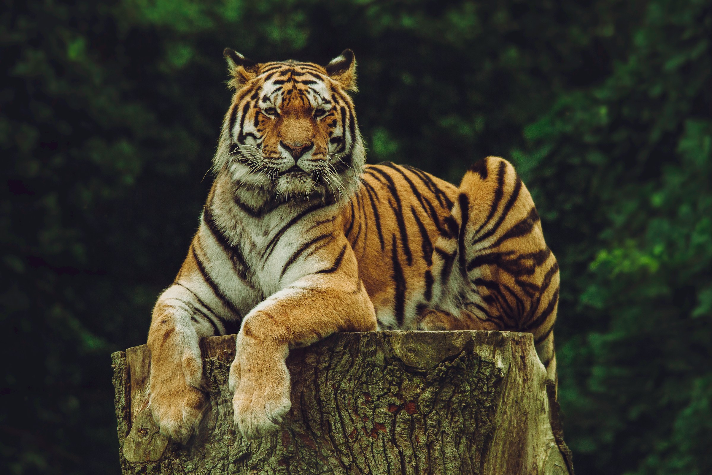 periyar tiger reserve - periyar tiger reserve periyar tiger reserve - Private Driver and Tour Guide - periyar tiger reserve