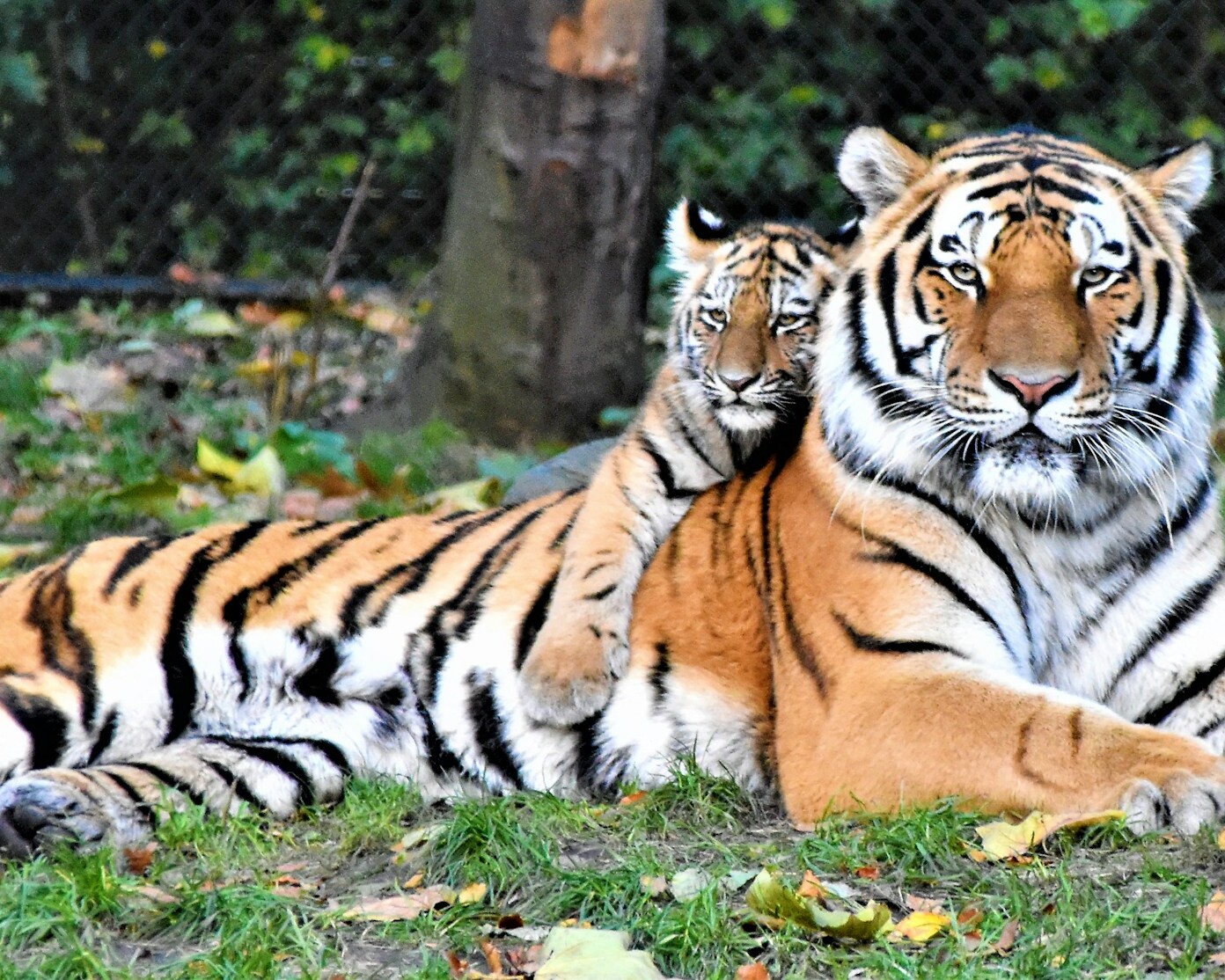 other tiger resting with her cub in the wild, showcasing the beauty and strength of Indian wildlife