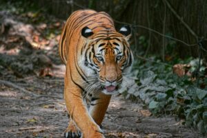 Tiger walking in the wild during a jeep safari in Jim Corbett National Park, Uttarakhand