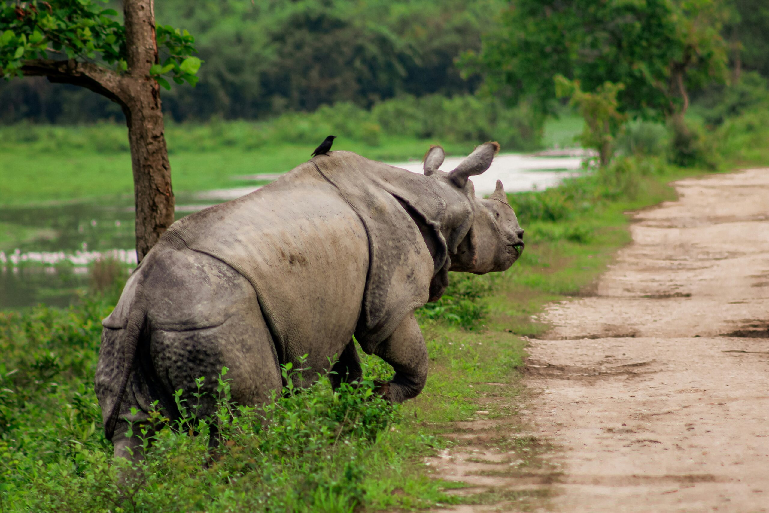 Kaziranga 2 scaled - Private Driver and Tour Guide - Kaziranga (2)