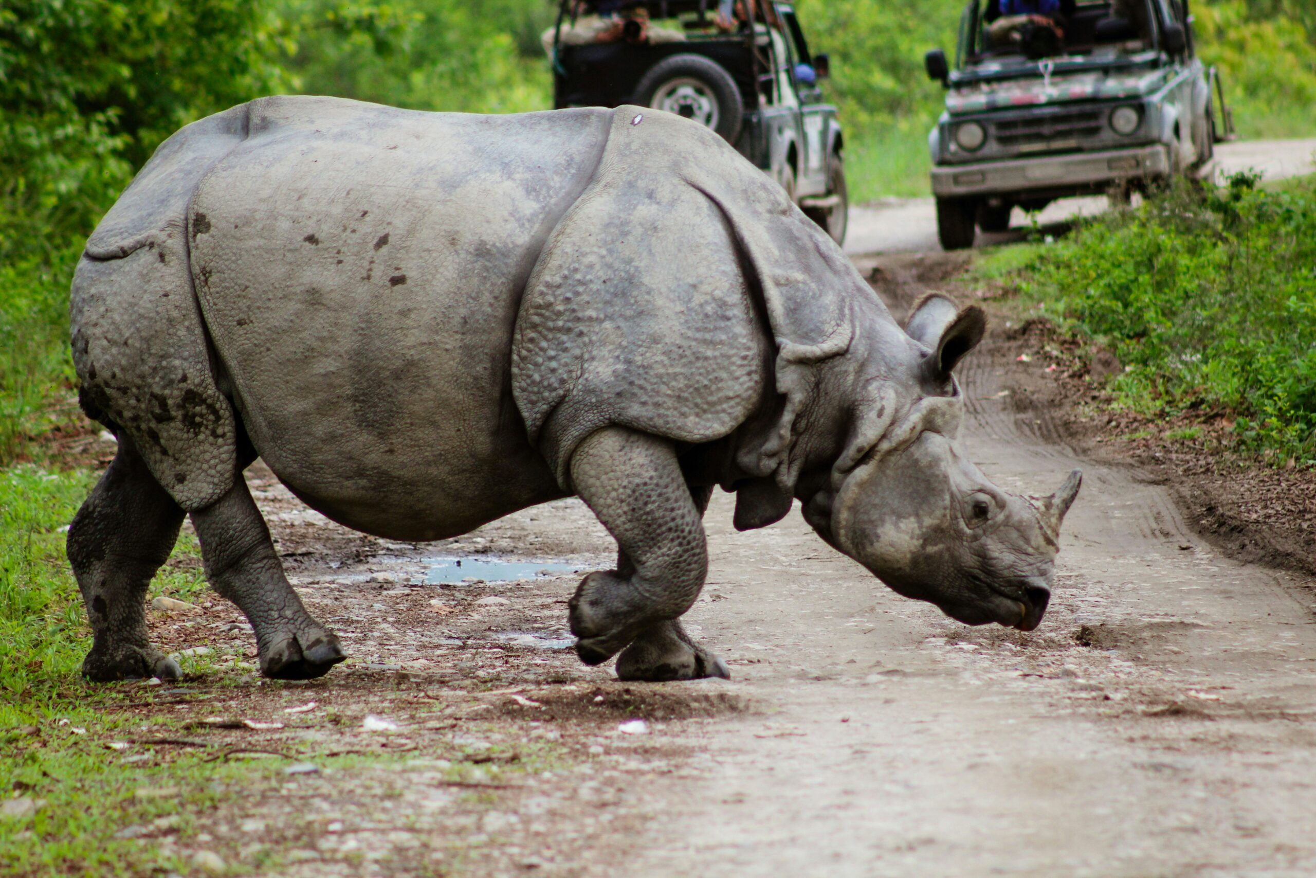 Kaziranga scaled - Private Driver and Tour Guide - Kaziranga