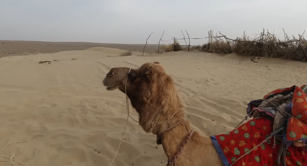 Camel Safari in Jaisalmer